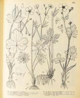 Jávorka Sándor és Csapody Vera: A magyar flóra képekben.Iconographia florae Hungaricae. 40 színes tá...