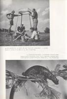 Homoki-Nagy István: 
Gyöngyvirágtól lombhullásig. Színes filmmel vadmadarak után. (Egy természetfil...