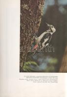 Homoki-Nagy István: 
Gyöngyvirágtól lombhullásig. Színes filmmel vadmadarak után. (Egy természetfil...