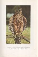 Homoki-Nagy István: 
Gyöngyvirágtól lombhullásig. Színes filmmel vadmadarak után. (Egy természetfil...