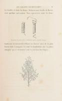 Fabre, [Jean-Henri]: Histoire de la buche. Récits sur la vie des plantes par - - . Paris, 1867, Garn...