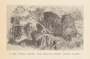 Zimmermann Ágoston-Zimmermann Gusztáv: A házimacska. Bp., 1944, Kir. Magyar Természettudományi Társu...