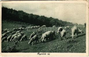 Aggtelek, látképe juhnyájjal. MKE gömöri osztályának kiadása (EK)