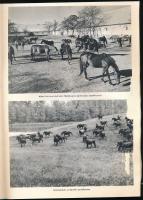 Az ügetőpálya 40 éve. Szerk.: Fehér Dezső. [Bp.], [1973], Magyar Lóverseny Vállalat. Fekete-fehér ké...