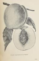 Mohácsy Mátyás: Őszibaracktermesztés. Bp., 1956, Mezőgazdasági Kiadó. Kiadói félvászon kötés, kopott...