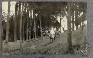 Bársony István: Magyar Földön. Természet és vadászat. Olgyay Ferencz képeivel. Bp., (1910), Athenaeu...