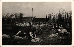 Hortobágy, Juhnyírás, magyar folklór. N. Németh kiadása (fl)