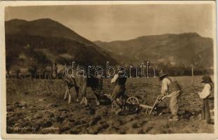 1920 Radauti, Radóc, Radautz (Bukovina, Bucovina, Bukowina) (?); Feldbestellung, Karpathen / Romanian folklore, ploughing. photo