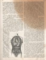 [Folyóirat] A nagy világ képekben. Közhasznu házikönyv, a magyar nemzet anyagi, szellemi javára. Kia...