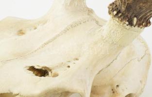 Szarvas trófea. Nagy méret kb 85 cm