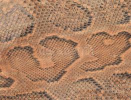 Óriás kígyóbőr, cca 380 cm