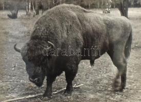 Franz Robiller: Lebensräume. Moor Wiese Wald See. DEDIKÁLT! Leipzig - Jena - Berlin,1979,Urania Verl...