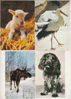 17 db MODERN állatos motívum képeslap