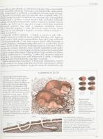 Durrell, Gerald és Lee: Az amatőr természetbúvár. Útmutató az élő természet tanulmányozásához. Negye...