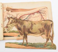 A szarvasmarha szervezete és belső szervei. Elöbeszéddel ellátta: dr. Nádasdy Béla egyetemi tanár. B...