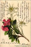 1901 Flowers, Edelweiss. Farbenlichtdruck v. Martin Rommel & Co. (EK)