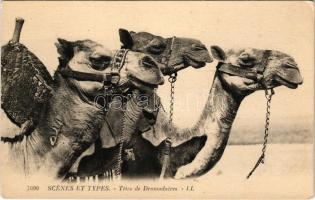 Scenes et Types. Tetes de Dromadaires / camels, dromedary (EK)