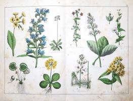 Schubert, Gotthilf Heinrich von: 
A növények természetrajza képekben. Schubert G. H. ismeretes és k...