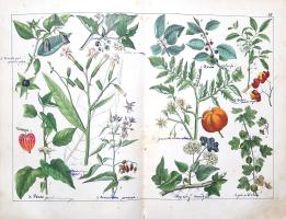 Schubert, Gotthilf Heinrich von: 
A növények természetrajza képekben. Schubert G. H. ismeretes és k...