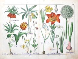 Schubert, Gotthilf Heinrich von: 
A növények természetrajza képekben. Schubert G. H. ismeretes és k...
