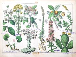 Schubert, Gotthilf Heinrich von: 
A növények természetrajza képekben. Schubert G. H. ismeretes és k...