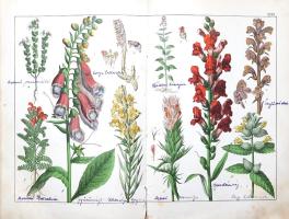 Schubert, Gotthilf Heinrich von: 
A növények természetrajza képekben. Schubert G. H. ismeretes és k...