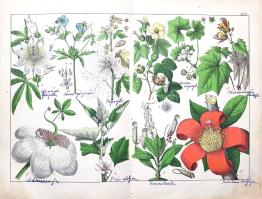 Schubert, Gotthilf Heinrich von: 
A növények természetrajza képekben. Schubert G. H. ismeretes és k...