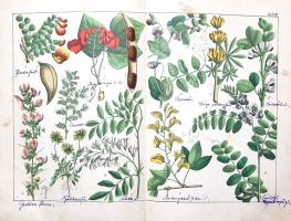 Schubert, Gotthilf Heinrich von: 
A növények természetrajza képekben. Schubert G. H. ismeretes és k...