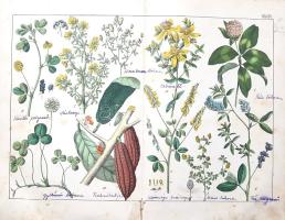 Schubert, Gotthilf Heinrich von: 
A növények természetrajza képekben. Schubert G. H. ismeretes és k...