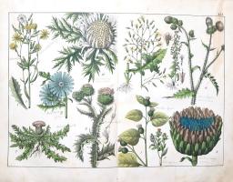 Schubert, Gotthilf Heinrich von: 
A növények természetrajza képekben. Schubert G. H. ismeretes és k...