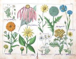 Schubert, Gotthilf Heinrich von: 
A növények természetrajza képekben. Schubert G. H. ismeretes és k...