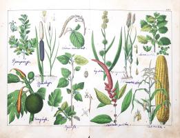 Schubert, Gotthilf Heinrich von: 
A növények természetrajza képekben. Schubert G. H. ismeretes és k...