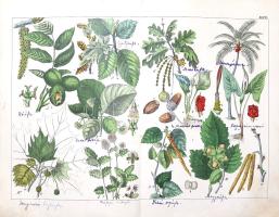 Schubert, Gotthilf Heinrich von: 
A növények természetrajza képekben. Schubert G. H. ismeretes és k...