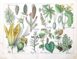 Schubert, Gotthilf Heinrich von: 
A növények természetrajza képekben. Schubert G. H. ismeretes és k...