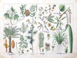 Schubert, Gotthilf Heinrich von: 
A növények természetrajza képekben. Schubert G. H. ismeretes és k...