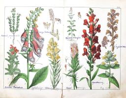 Schubert, Gotthilf Heinrich von: 
A növények természetrajza képekben. Schubert G. H. ismeretes és k...