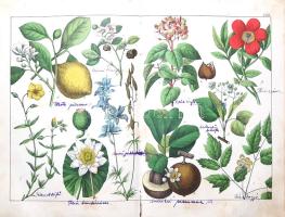 Schubert, Gotthilf Heinrich von: 
A növények természetrajza képekben. Schubert G. H. ismeretes és k...