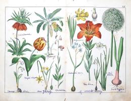 Schubert, Gotthilf Heinrich von: 
A növények természetrajza képekben. Schubert G. H. ismeretes és k...