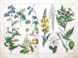 Schubert, Gotthilf Heinrich von: 
A növények természetrajza képekben. Schubert G. H. ismeretes és k...