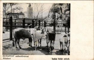 1914 Budapest XIV. Állatkert, indiai fehér zebuk. A Magyar Földrajzi Intézet r.-t. kiadása Székesfővárosi állatkerti sorozat 35. sz. (EK)