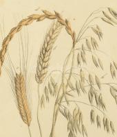 D. Englert, I.F. Schreiber: Gabonafélék (Getreide Arten), 1838. Színezett litográfia, papír, jelzett...