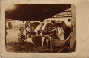 Fejőnő munka közben / Hungarian folklore, lady milking a cow. photo (vágott / cut)