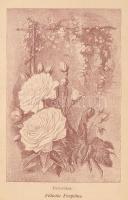 Ottó,[Adolph Wilhelm]/Benes János: A rózsatenyésztés a szabadban és cserepekben. Ottó Ily czímű munk...