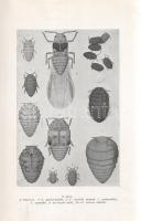 Fornády Elemér: 
A borkezelés mestersége. Gyakorlati borgazdaság.
Budapest, 1941. Budapesti Szállo...