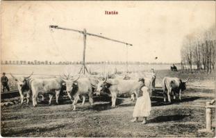 1913 Hortobágy, itatás, magyar folklór (fl)