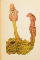 Hoffmann, E[duard von]: A törvényszéki orvostan atlasza. Ford.: Dr. Ajtai K. Sándor István - Dr. Kra...