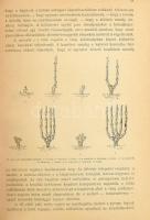 Útmutatás a szőlőmívelésre különös tekintettel a Phylloxera által elpusztított szőlők felujításának ...