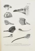 Chernelházi Chernel István: Magyarország madarai különös tekintettel gazdasági jelentőségökre. I. kö...