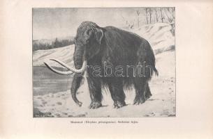 Pfizenmayer, E[ugen] W[ilhelm]: 
Kelet-Szibíria ősvilága és ősnépei. Tudományos utazás a mammut-tel...