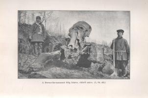 Pfizenmayer, E[ugen] W[ilhelm]: 
Kelet-Szibíria ősvilága és ősnépei. Tudományos utazás a mammut-tel...